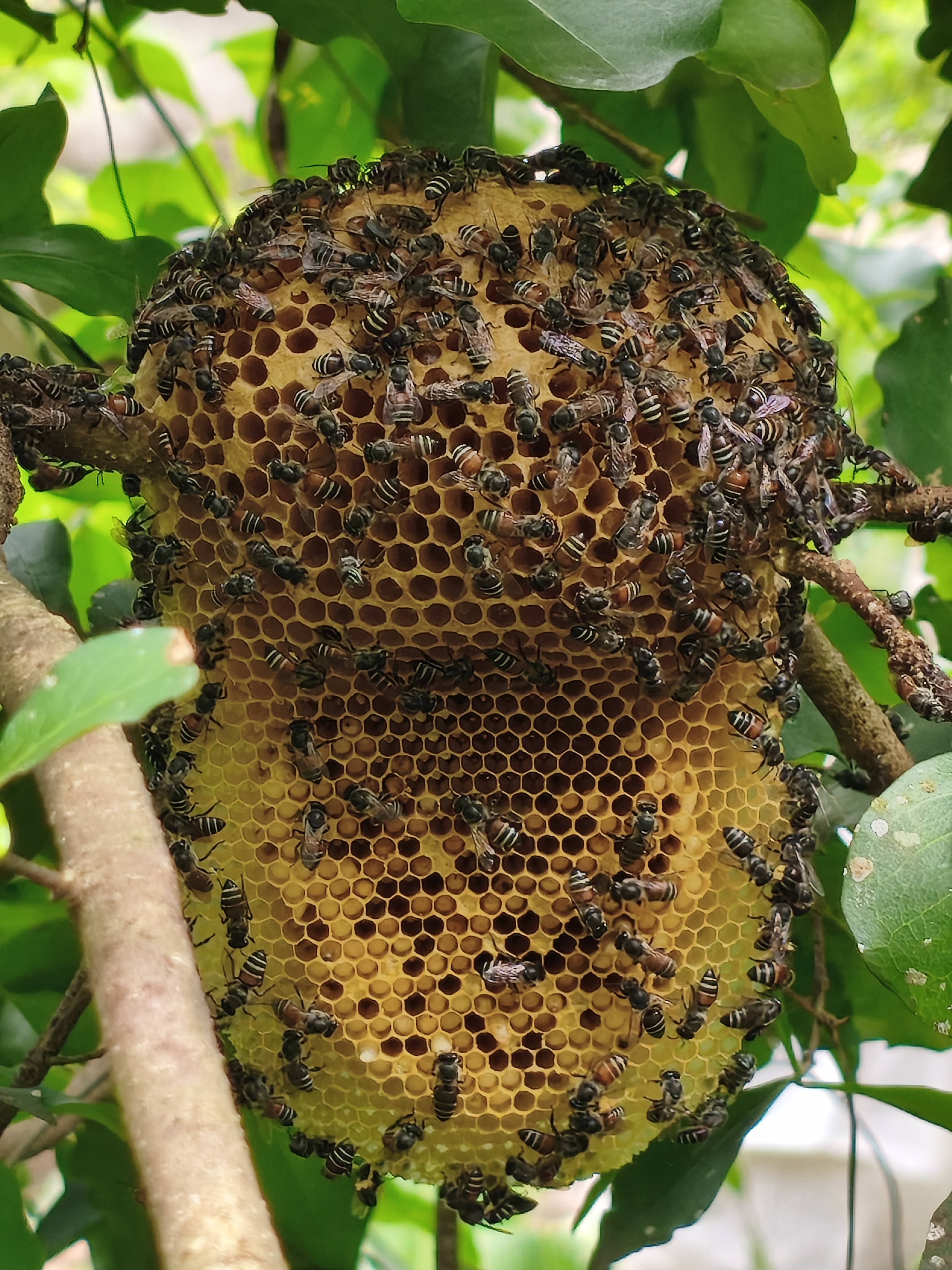 Abejas reunidas en la entrada de una colmena