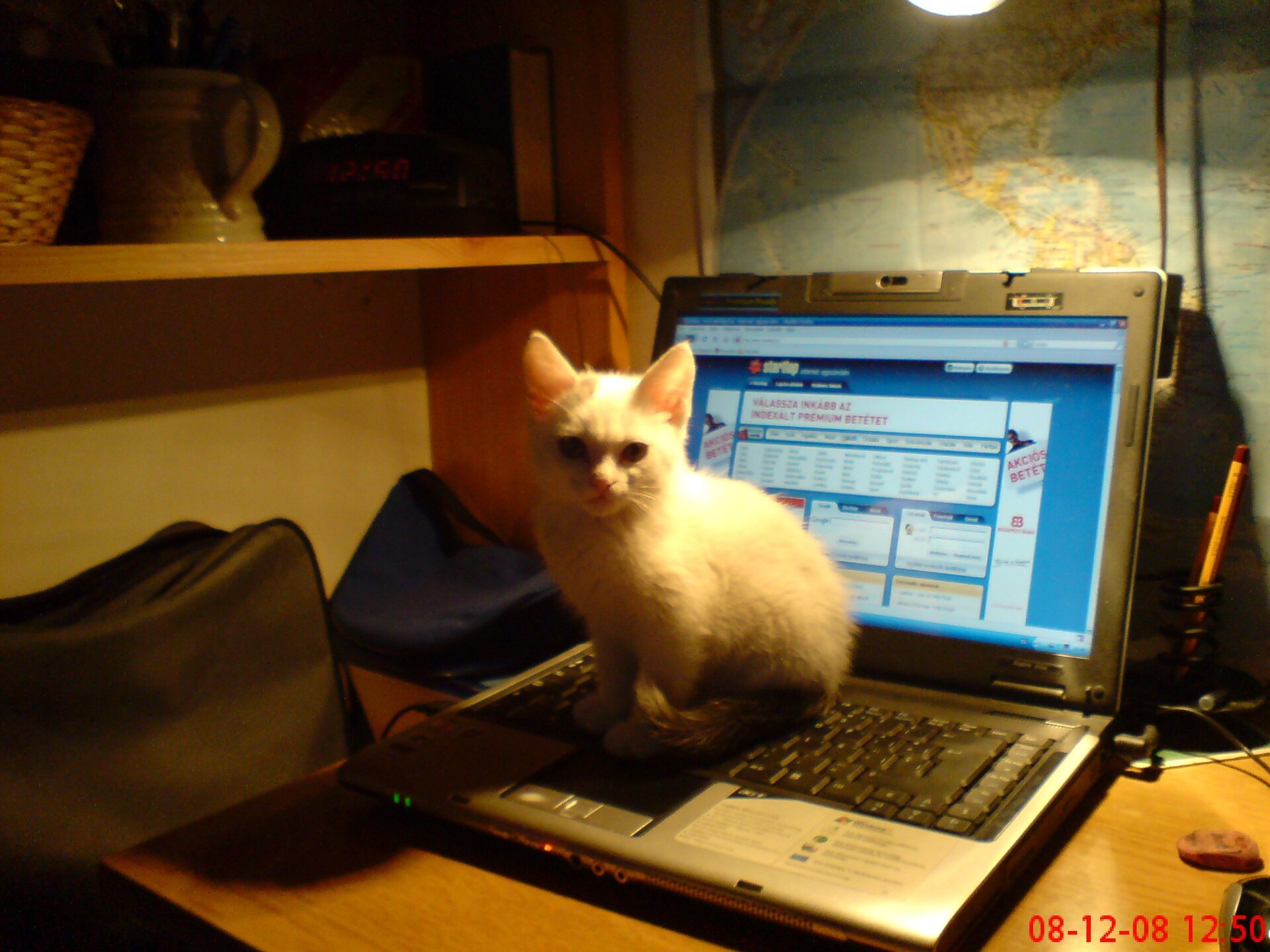Gato sentado sobre una computadora portátil