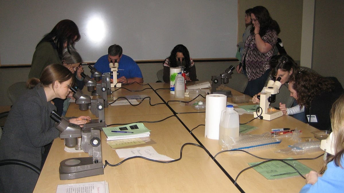 stem cells microscope