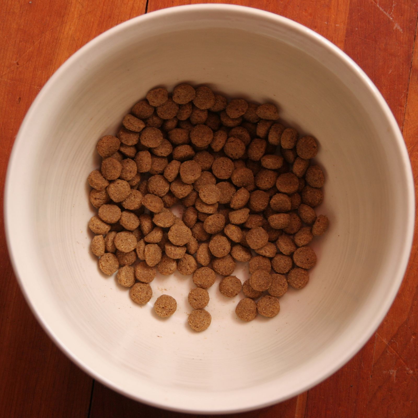 Alimento para perros servido en un recipiente