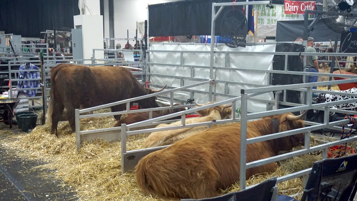 Ganado vacuno de carne en una feria estadounidense