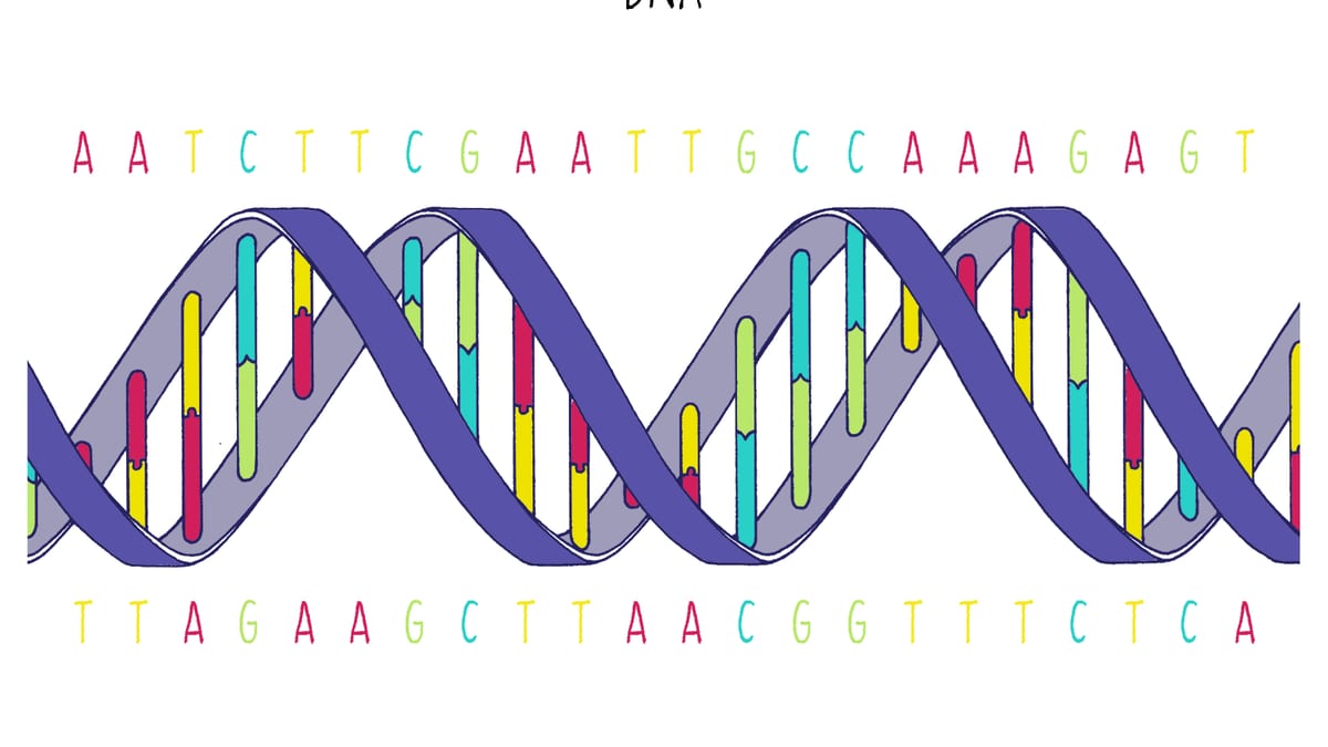 Ilustración de una doble hélice de ADN con sus bases representadas en colores