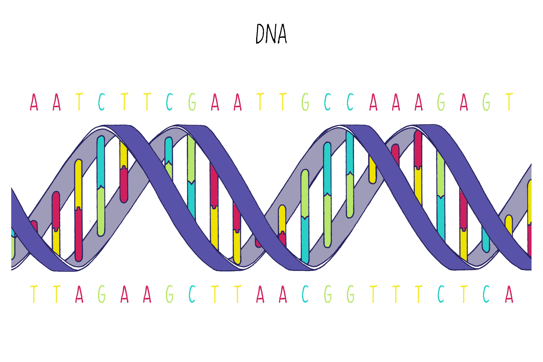 Ilustración de una doble hélice de ADN con sus bases representadas en colores