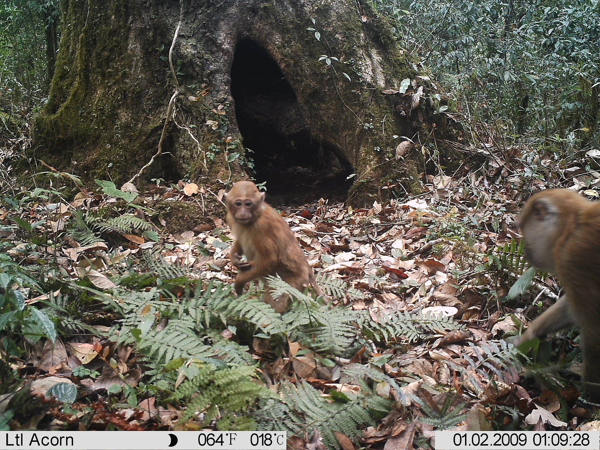 Cámara trampa instalada para observar fauna