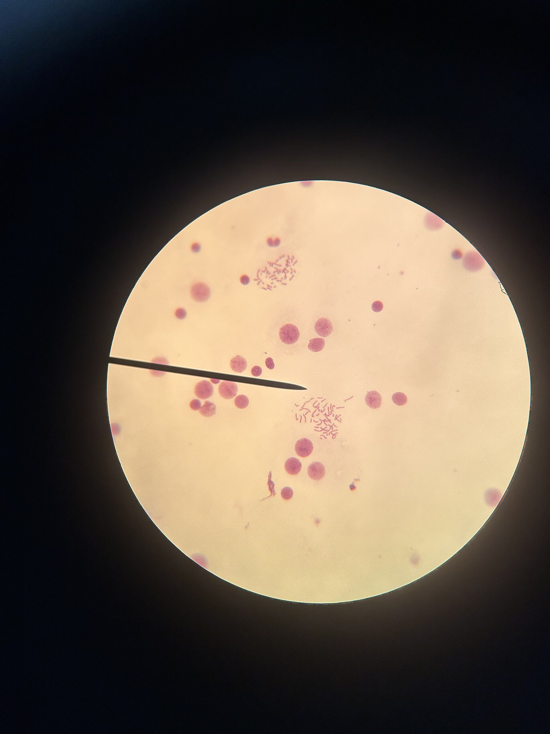 Muestra biológica vista a través de un microscopio