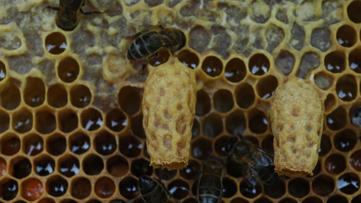 Celdas reales de abeja sobresalen de un panal