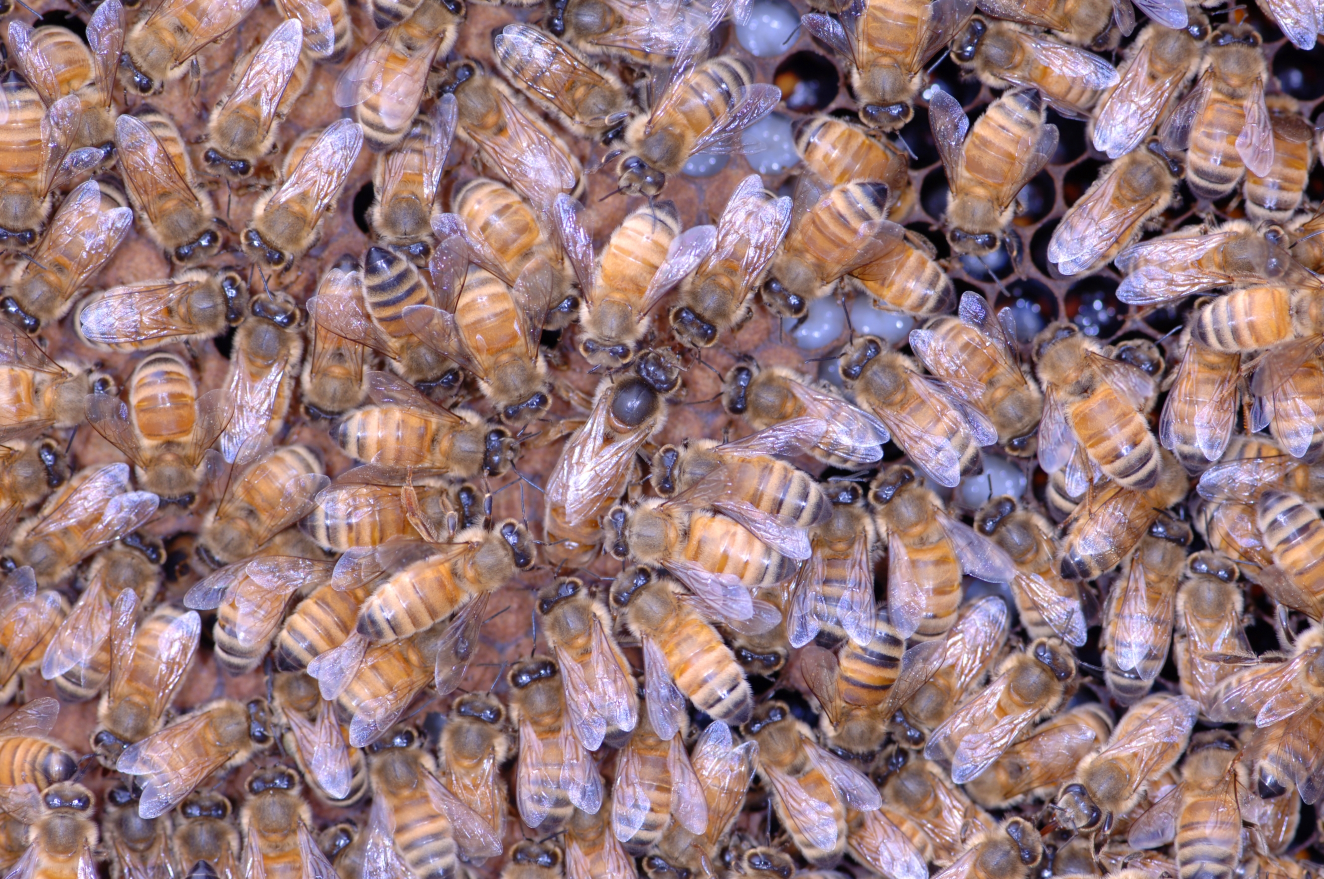 Abejas obreras rodean a una reina sobre el panal