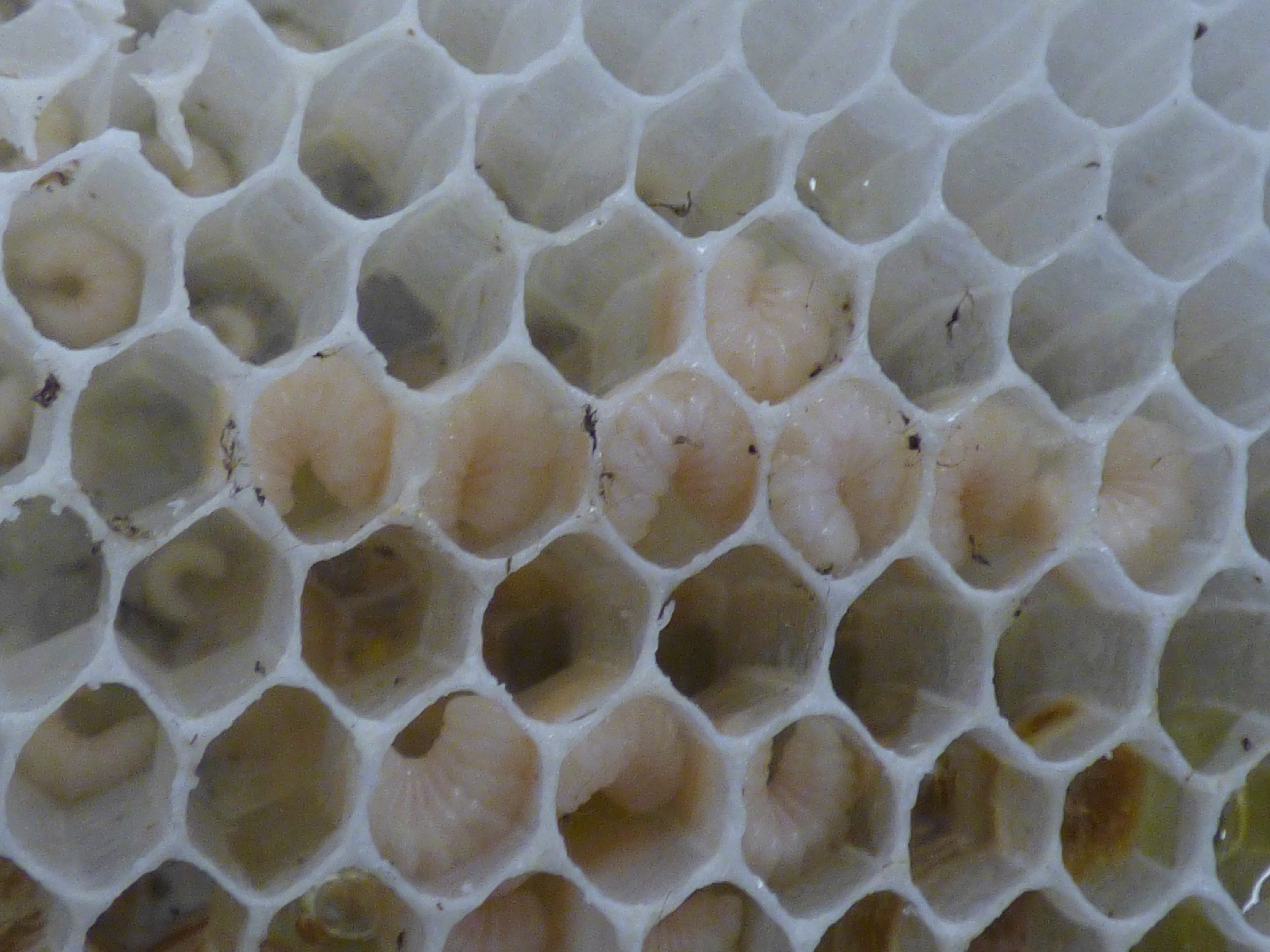Panal abierto con larvas de abeja visibles dentro de las celdas