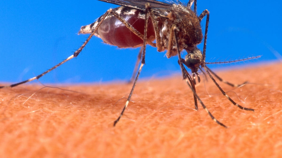 Mosquito Aedes aegypti alimentándose sobre piel humana