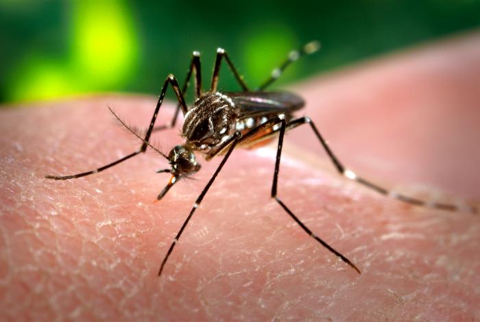 Primer plano de un mosquito Aedes aegypti