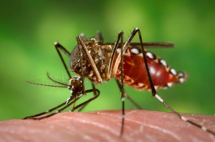 Mosquito Aedes aegypti durante una alimentación con sangre