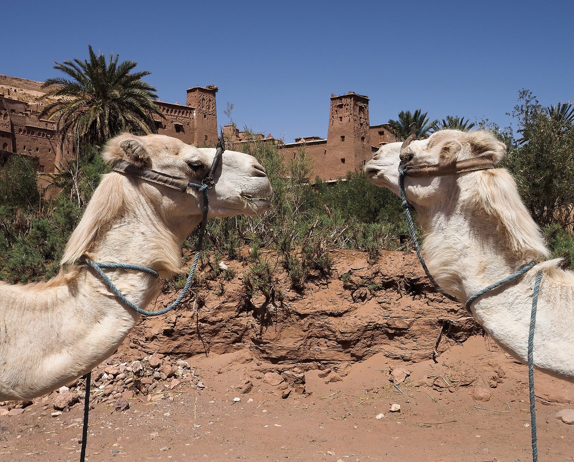 desert expedition group