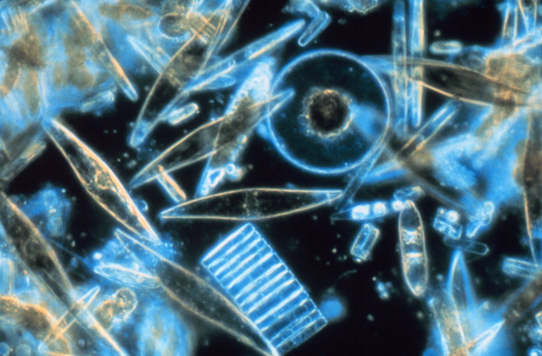 water ice crystal microscope