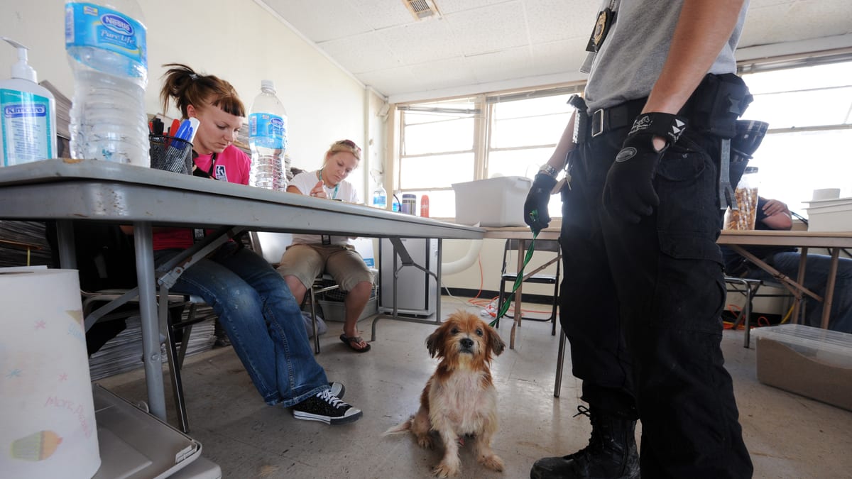 Perro rescatado recibe atención dentro de un refugio para animales
