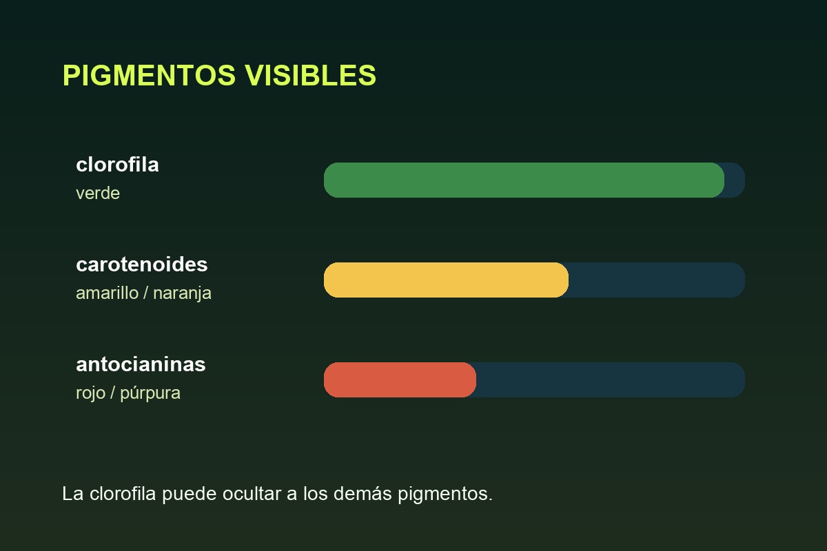 Pigmentos amarillos naranjas y rojos que aparecen en una hoja
