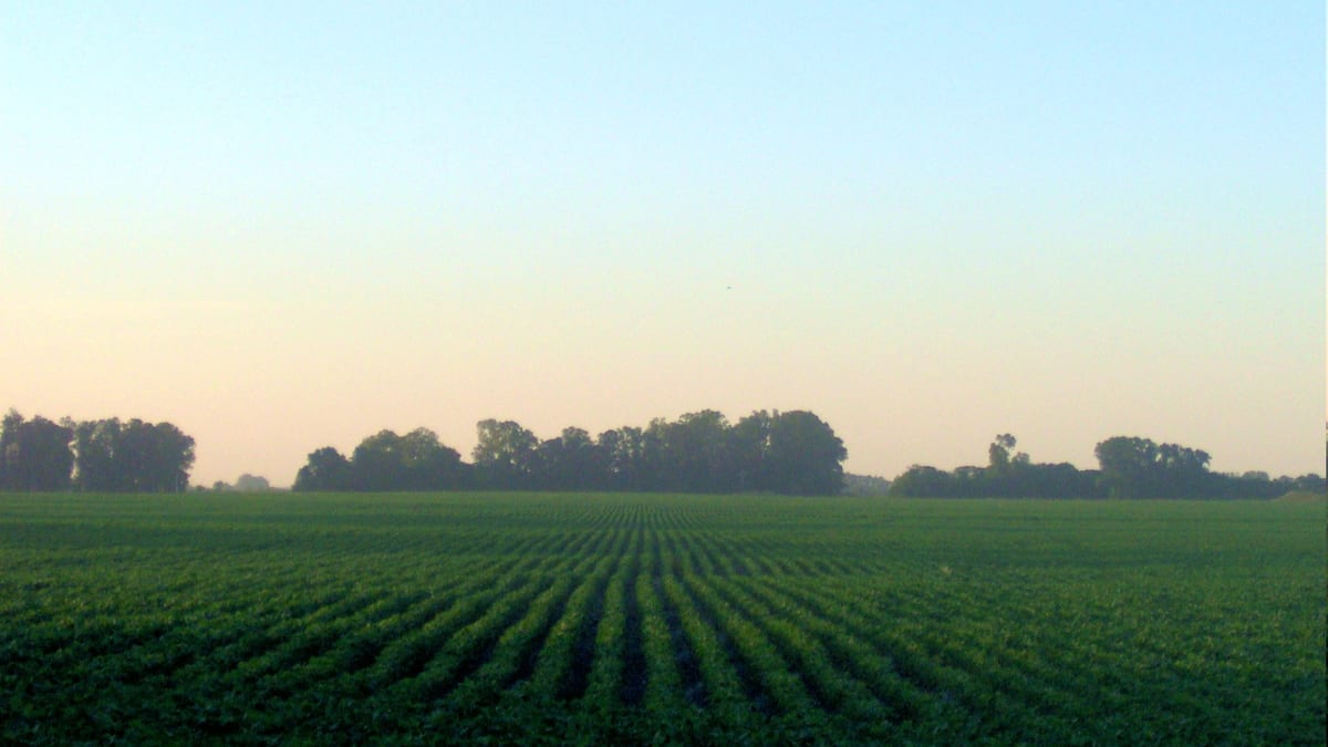Cultivo real de soja en un campo argentino