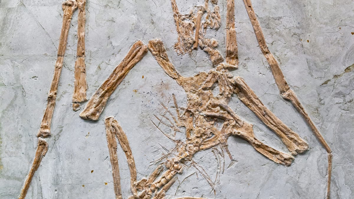 Fósil de Sinopterus dongi exhibido en un museo