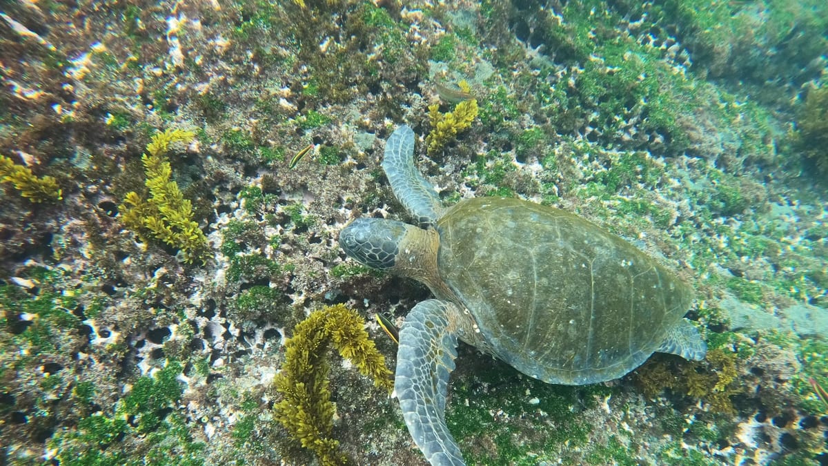 Tortuga marina verde nadando en aguas de las islas Galápagos
