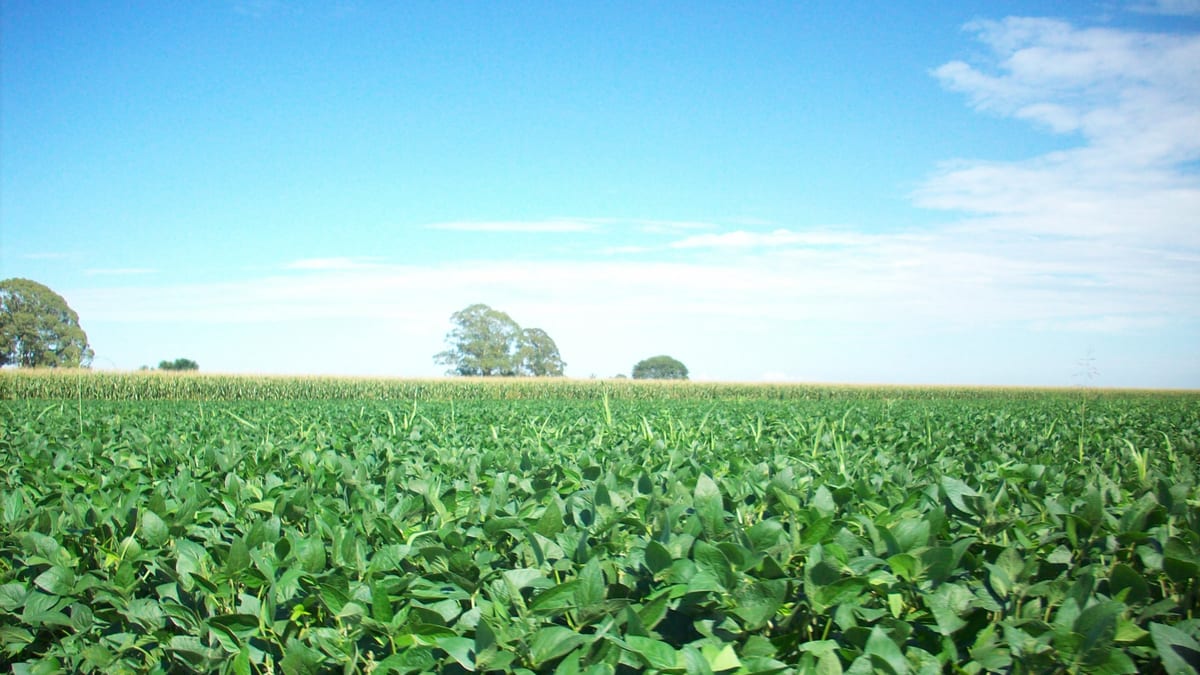 Cultivo de soja en un campo argentino