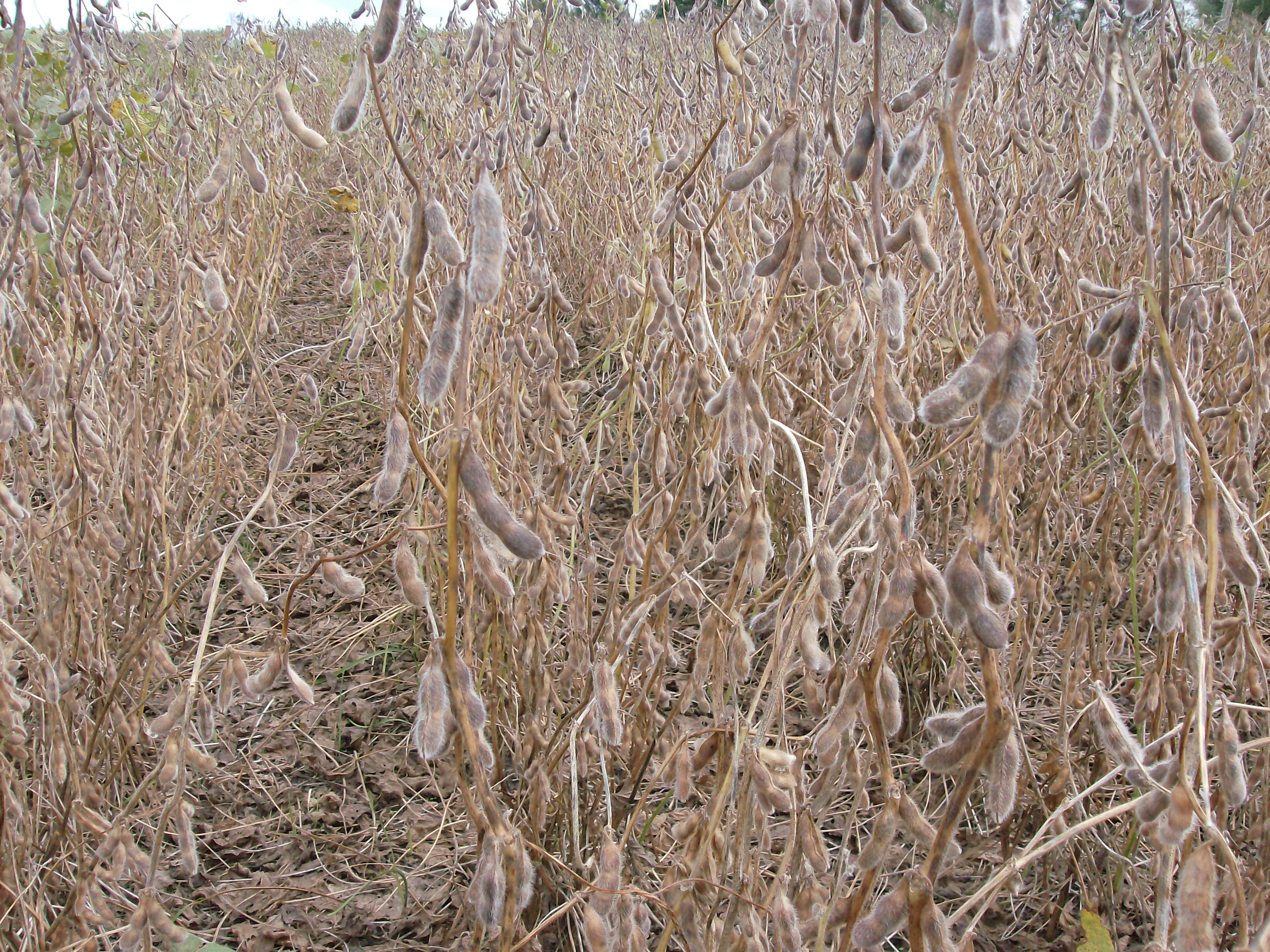 Plantas maduras de soja con vainas