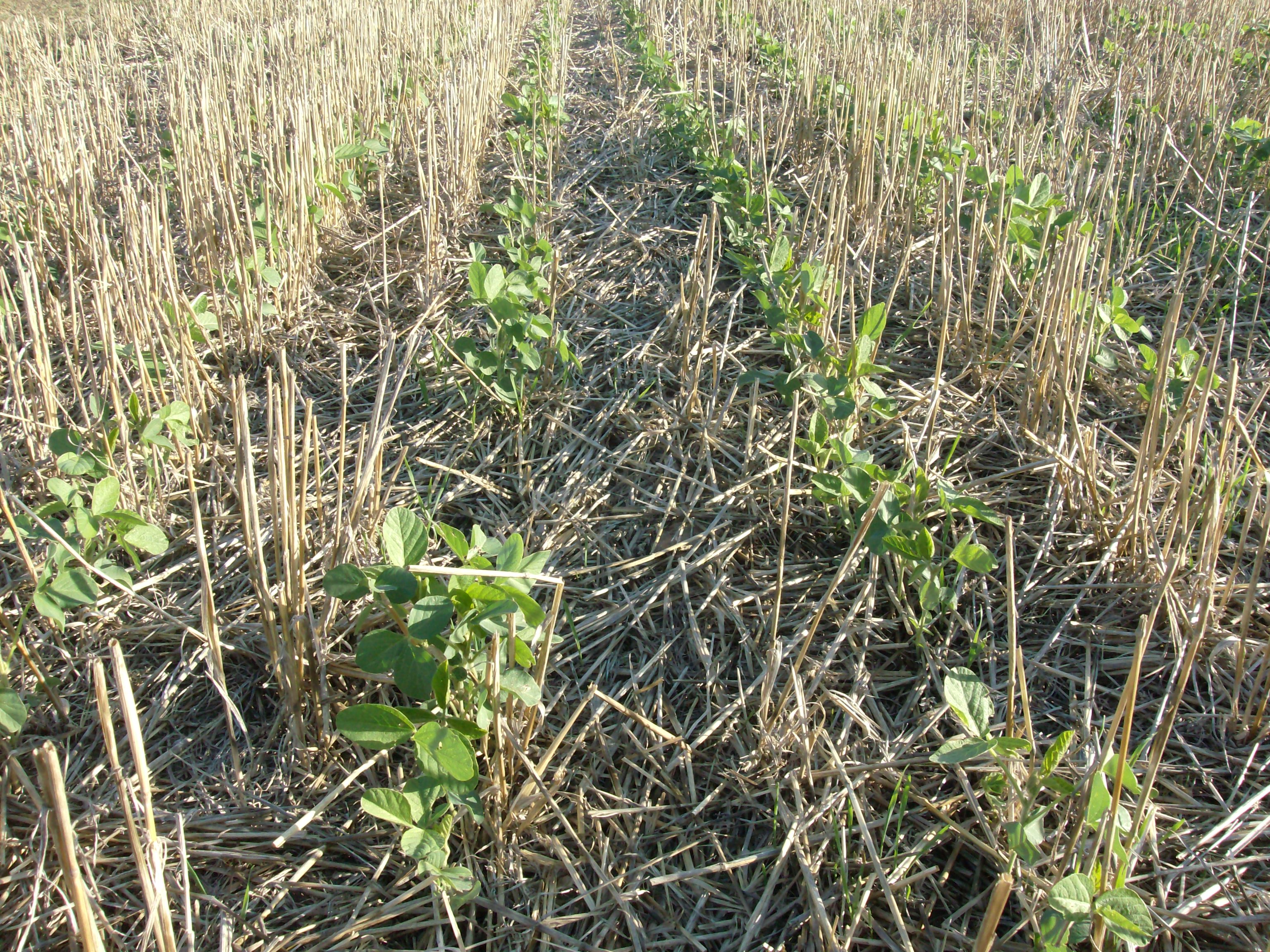 Soja cultivada sobre rastrojo de trigo