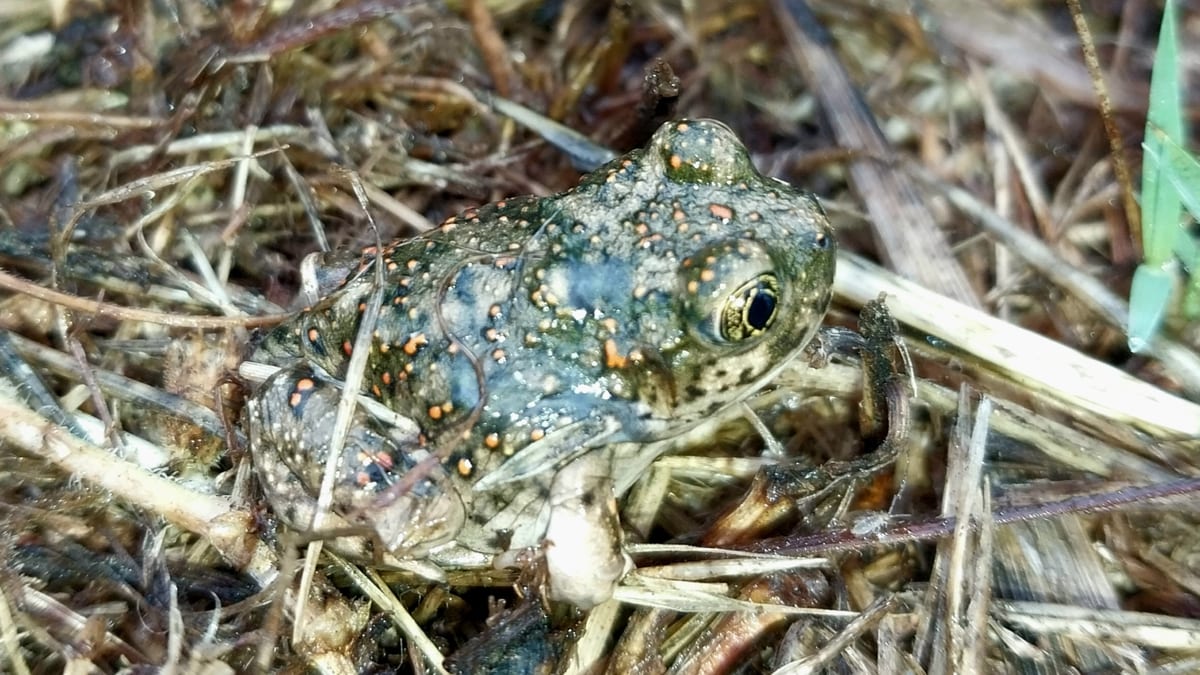 Sapo de espuelas occidental Spea hammondii sobre el suelo