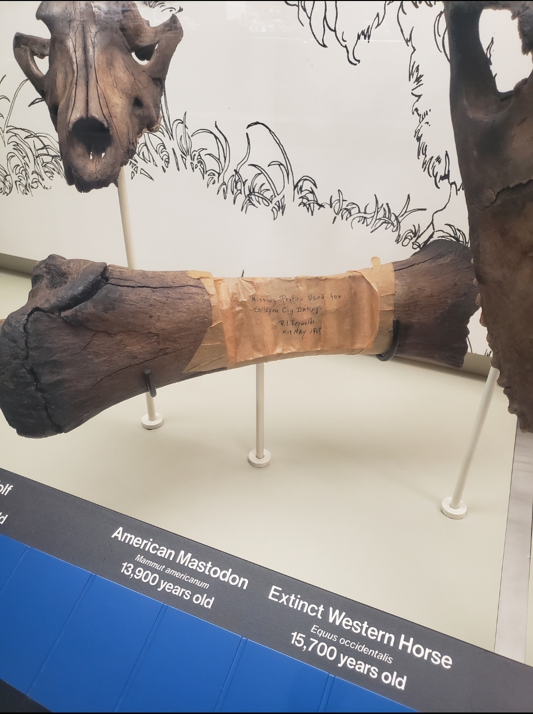 Exhibición de huesos fósiles en el museo de La Brea